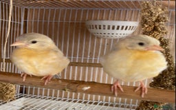 Finches birds for sale: RED SISKINS MUTATIONS  - Image 6