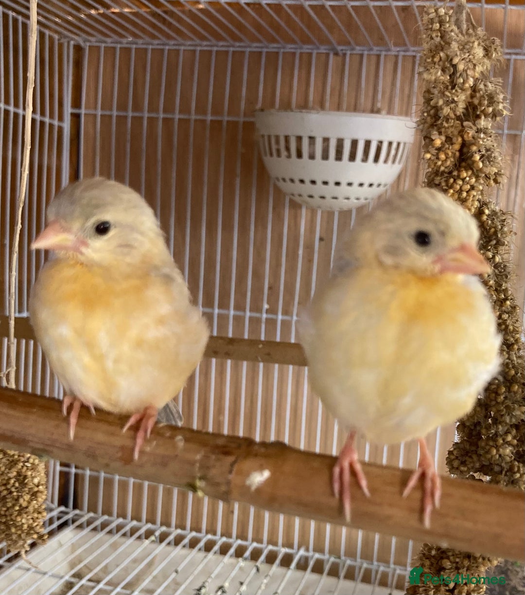 Finches birds for sale: RED SISKINS MUTATIONS  - Image 6