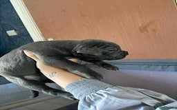 Cane Corso dogs for sale: Beautiful cane corso puppies  - Image 4