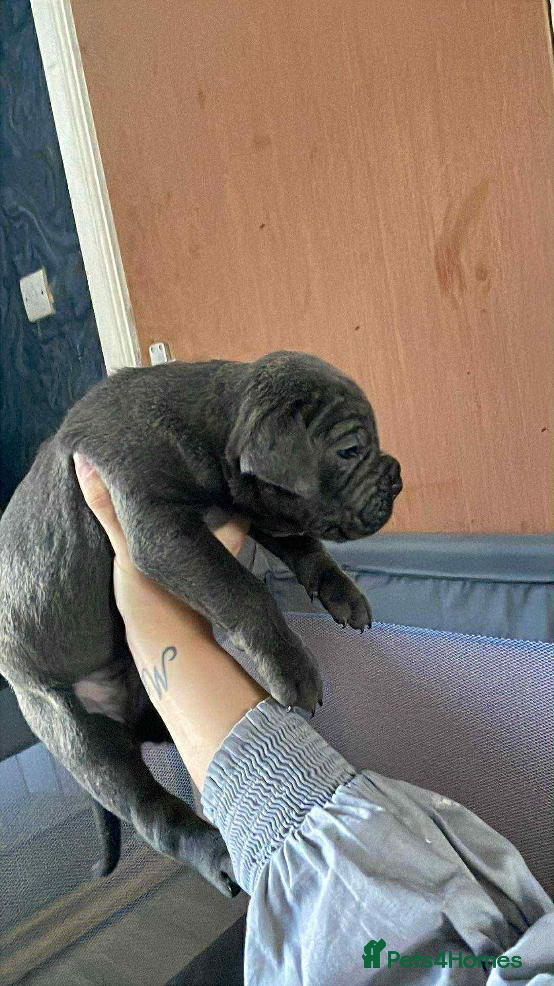 Cane Corso dogs for sale: Beautiful cane corso puppies  - Image 4