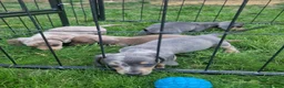 Dachshund dogs for sale: Soo cute  - Advert 7