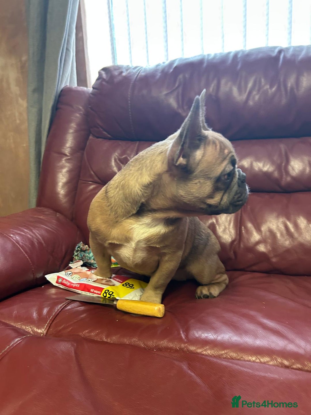 French Bulldog dogs for sale: 2 quality healthy fawn girls 6 months old - Advert 2