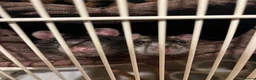 Rat rodents for sale: Rats for rehoming  - Advert 5