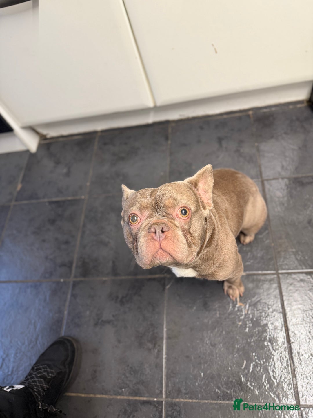 French Bulldog dogs for stud: PETER PAN STUD - Advert 6