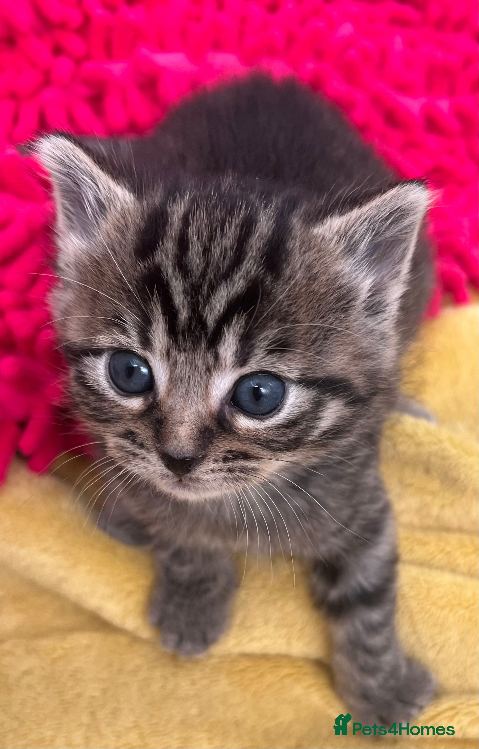 Mixed Breed cats JUST ONE VERY CUTE PURE BLACK BOY REMAINING.   - Advert 11