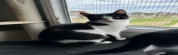 Mixed Breed cats for adoption: Bernie - Guildford surrey  - Advert 4