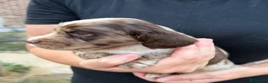 Cocker Spaniel 10