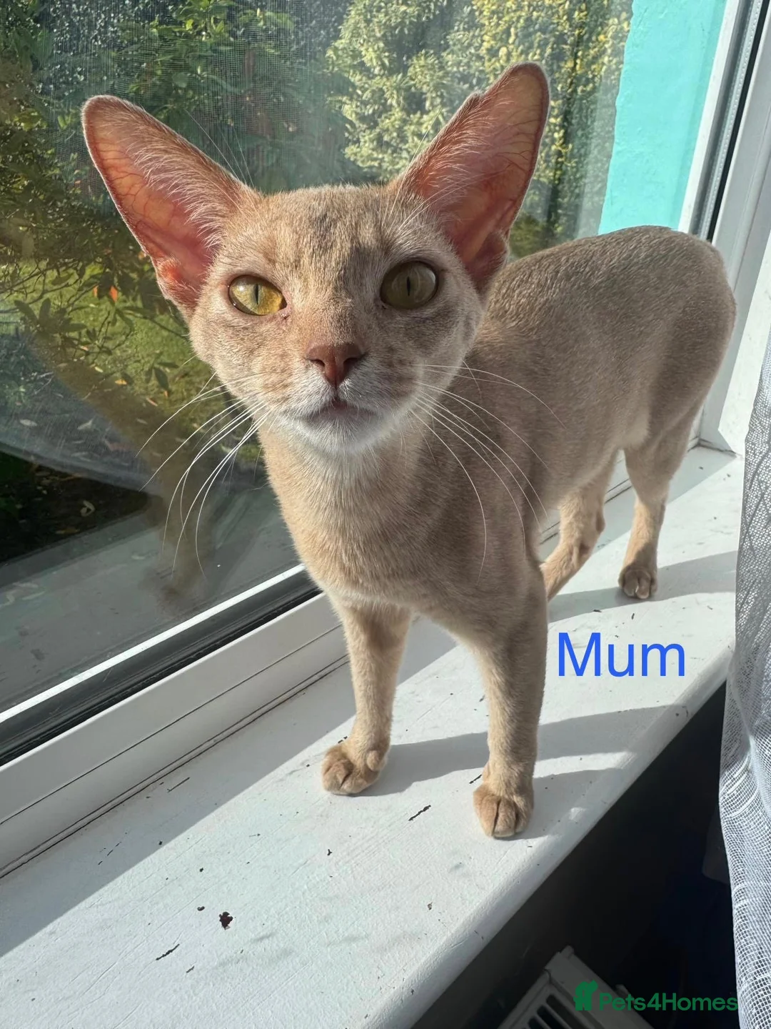 Abyssinian cats for sale: Abyssian girl looking for loving home - Advert 1