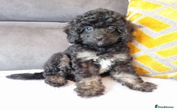 Cockapoo dogs for sale: Fully Vaccinated, Adorable small Cockapoo puppies - Image 7