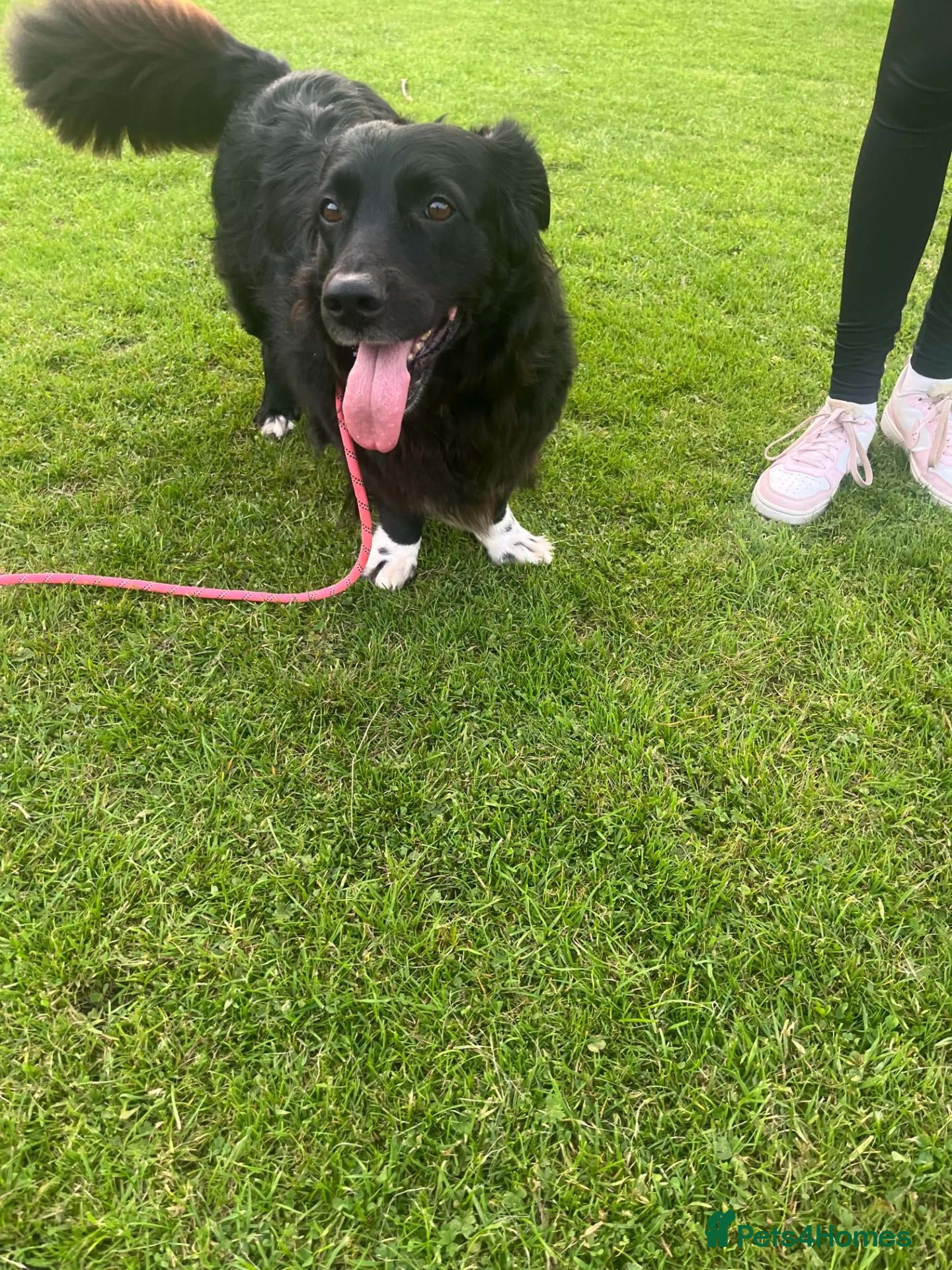 Mixed Breed dogs for adoption: DELILAH’S PERFECT DAY?  - Advert 3