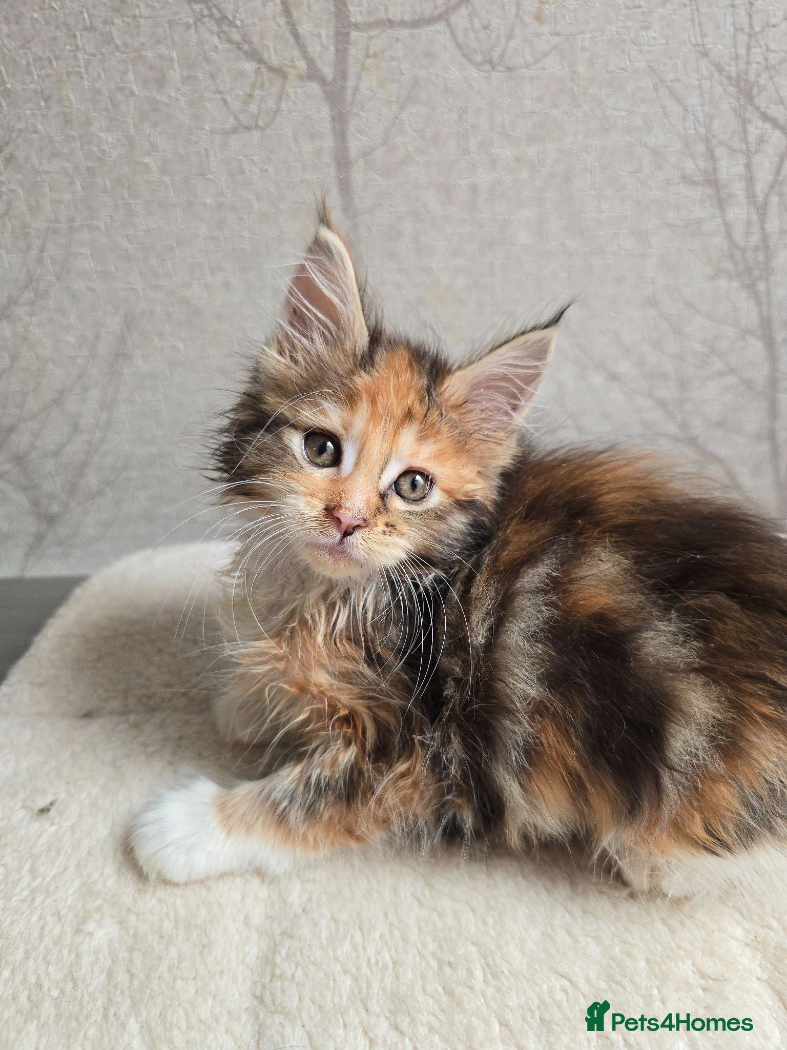 Maine Coon cats Beautiful Maine Coon Kittens Amazing Lines - Advert 1