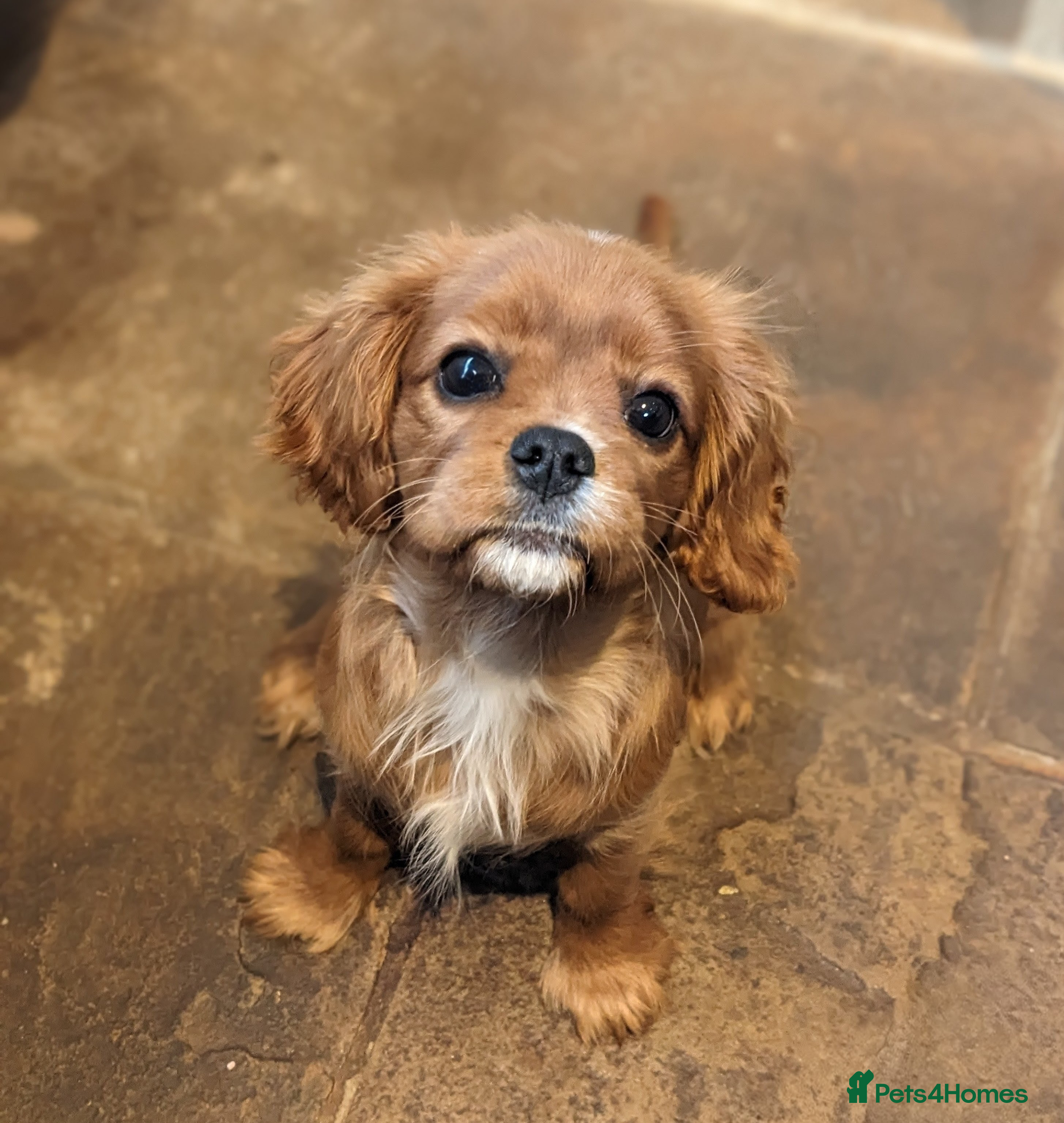 Cavalier King Charles Spaniel dogs Cavalier puppies Top bloodlines KC reg. - Advert 2