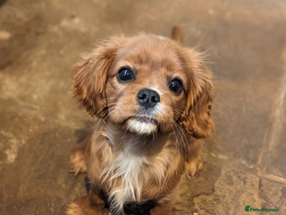 Cavalier King Charles Spaniel dogs Cavalier puppies Top bloodlines KC reg. - Advert 2