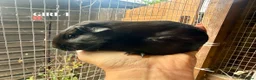 Guinea Pig rodents for sale: Baby Guinea Pigs - Advert 4