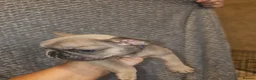 French Bulldog dogs for sale: Full French bulldog puppies  - Advert 3