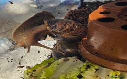 Snails invertebrates for sale: African snails  - Image 2