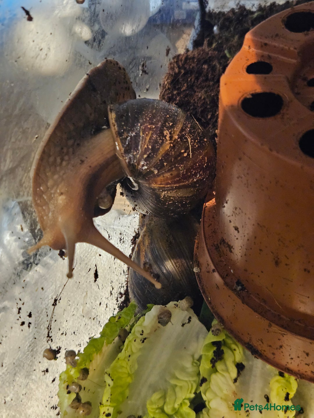 Snails invertebrates for sale: African snails  - Image 2