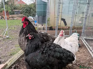 Chickens poultry Trio of Orpington’s - Advert 12