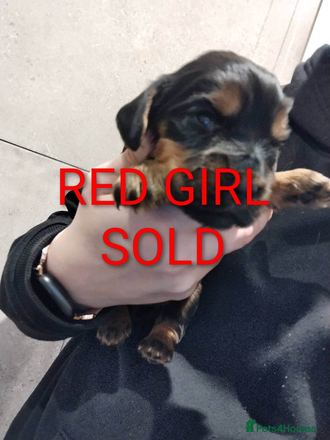 Cocker Spaniel dogs for sale: KC pups  - Advert 2