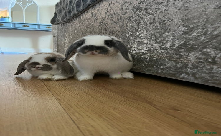 Mini Lop rabbits - Advert 8