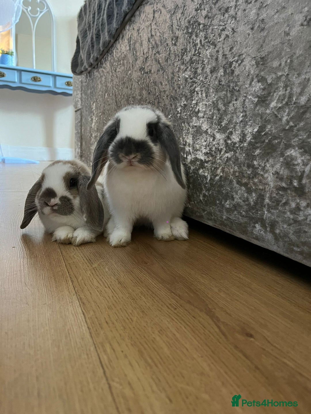 Mini Lop rabbits for sale: Two mini lops rabbits 4 sale  - Image 1