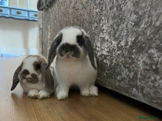 Mini Lop rabbits - Advert 11