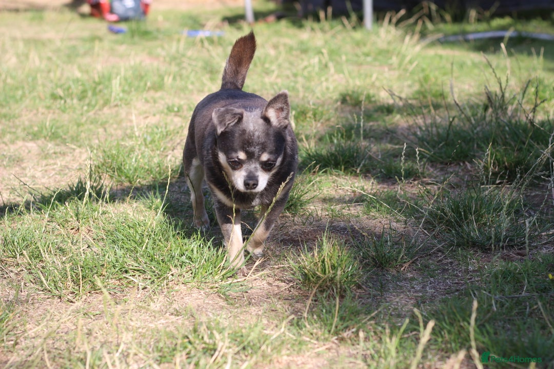 Chihuahua dogs for sale: Chihuahua - Adult - Image 3