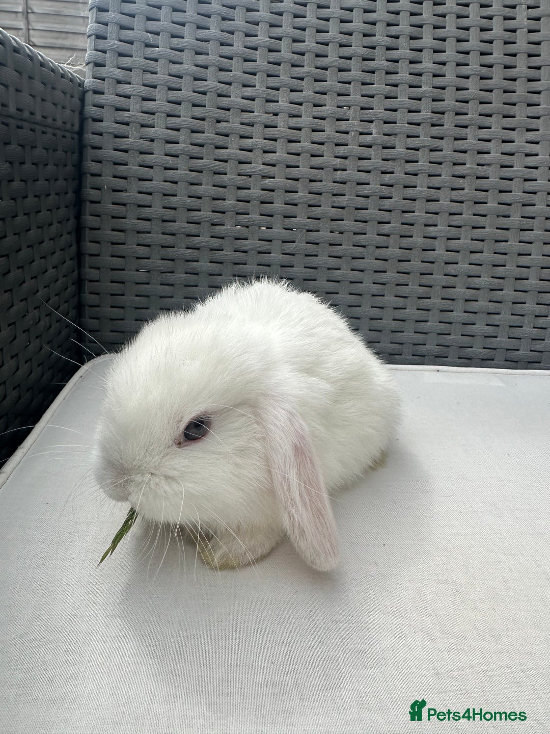 Mini Lop rabbits for sale: Lovely pair of mini lops. - Advert 11