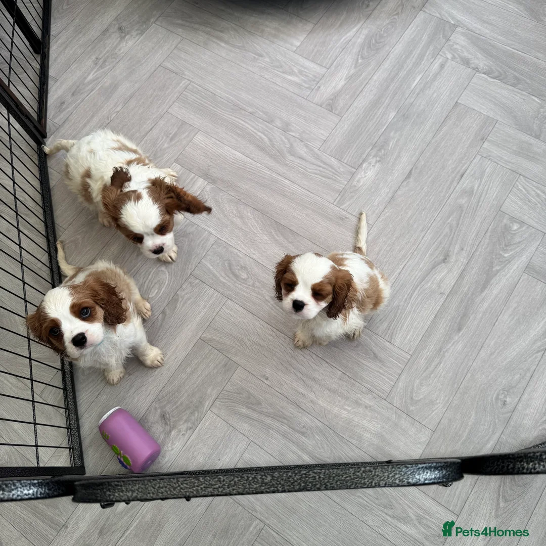 Cavalier King Charles Spaniel dogs for sale: Stunning cavalier King Charles puppies  - Advert 6