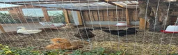 Mixed Breed poultry for sale: 5young hens 2 polish layers 3 silkies  - Advert 16