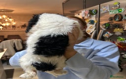 Cockapoo dogs for sale: Three beautiful cockapoos  - Advert 5