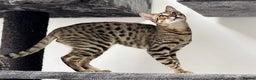 Savannah cats for sale: Three beautiful F5 SBT Savannah sisters - Advert 2