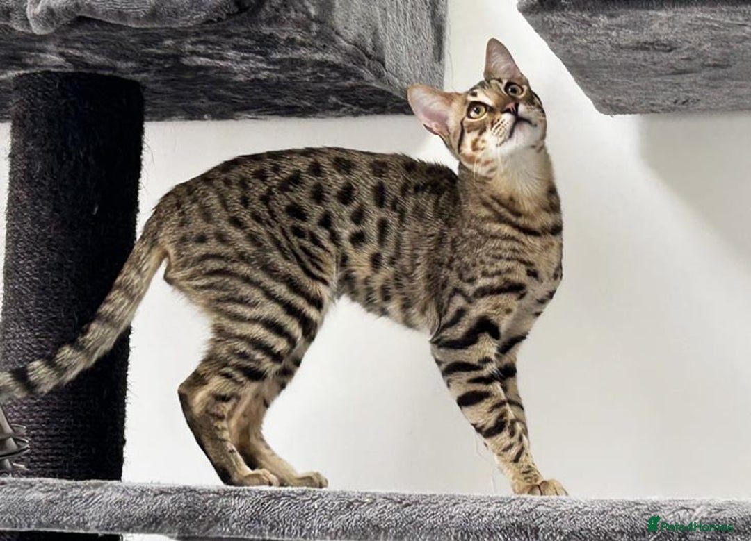 Savannah cats for sale: Three beautiful F5 SBT Savannah sisters - Advert 2