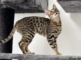 Savannah cats F5 SBT Savannah sisters Shyler, Lily and Squelaer - Advert 9