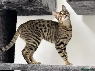 Savannah cats F5 SBT Savannah sisters Shyler, Lily and Squelaer - Advert 2