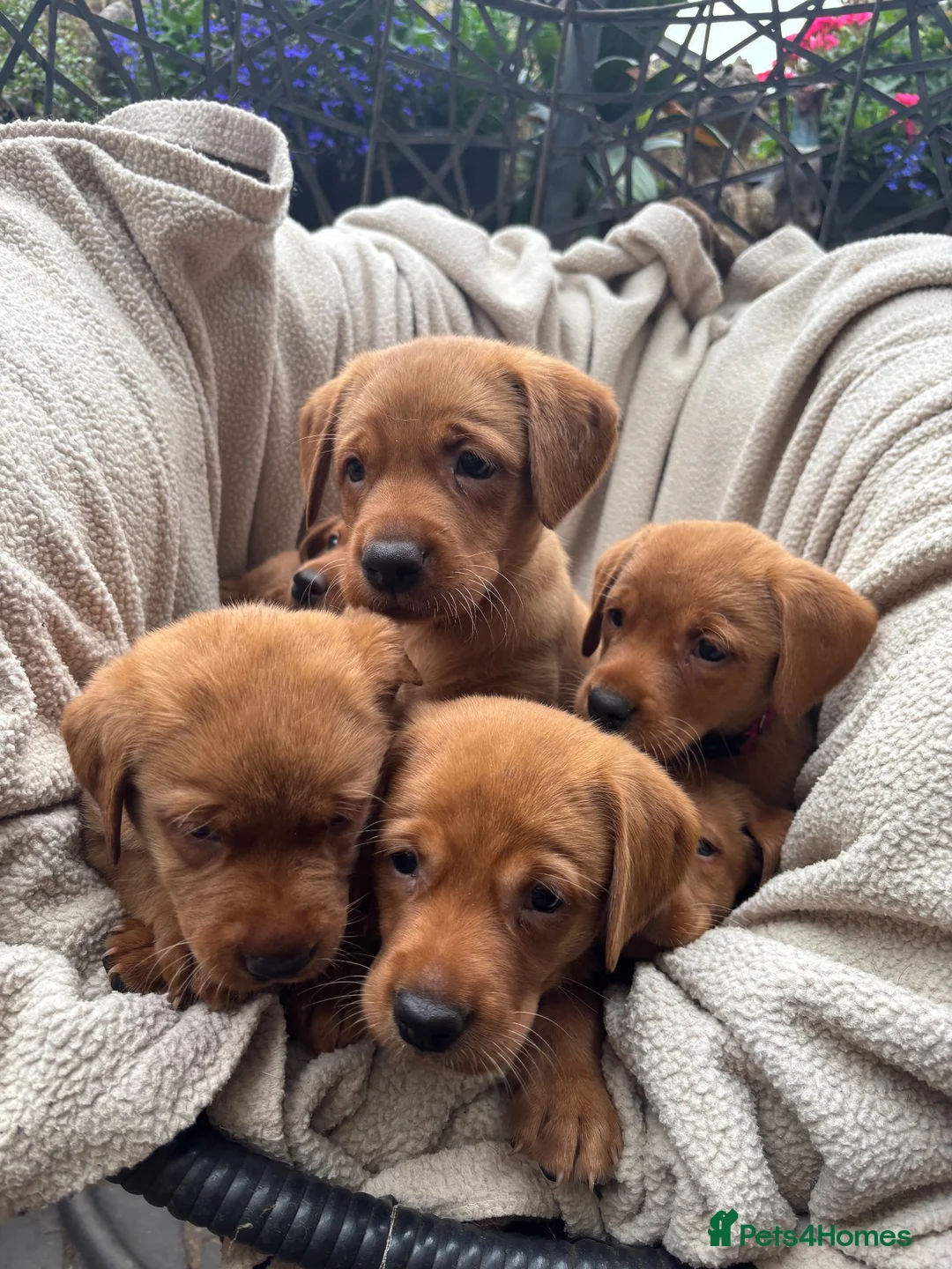 Labrador Retriever dogs for sale: Fox Red Labrador Puppy’s for Sale - Advert 1