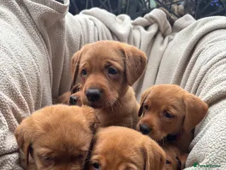 Labrador Retriever dogs Fox Red Labrador Puppy’s for Sale - Advert 1