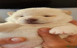Japanese Shiba Inu dogs for sale: CHUNKY AND PURE Japanese Shiba Inu - Image 1