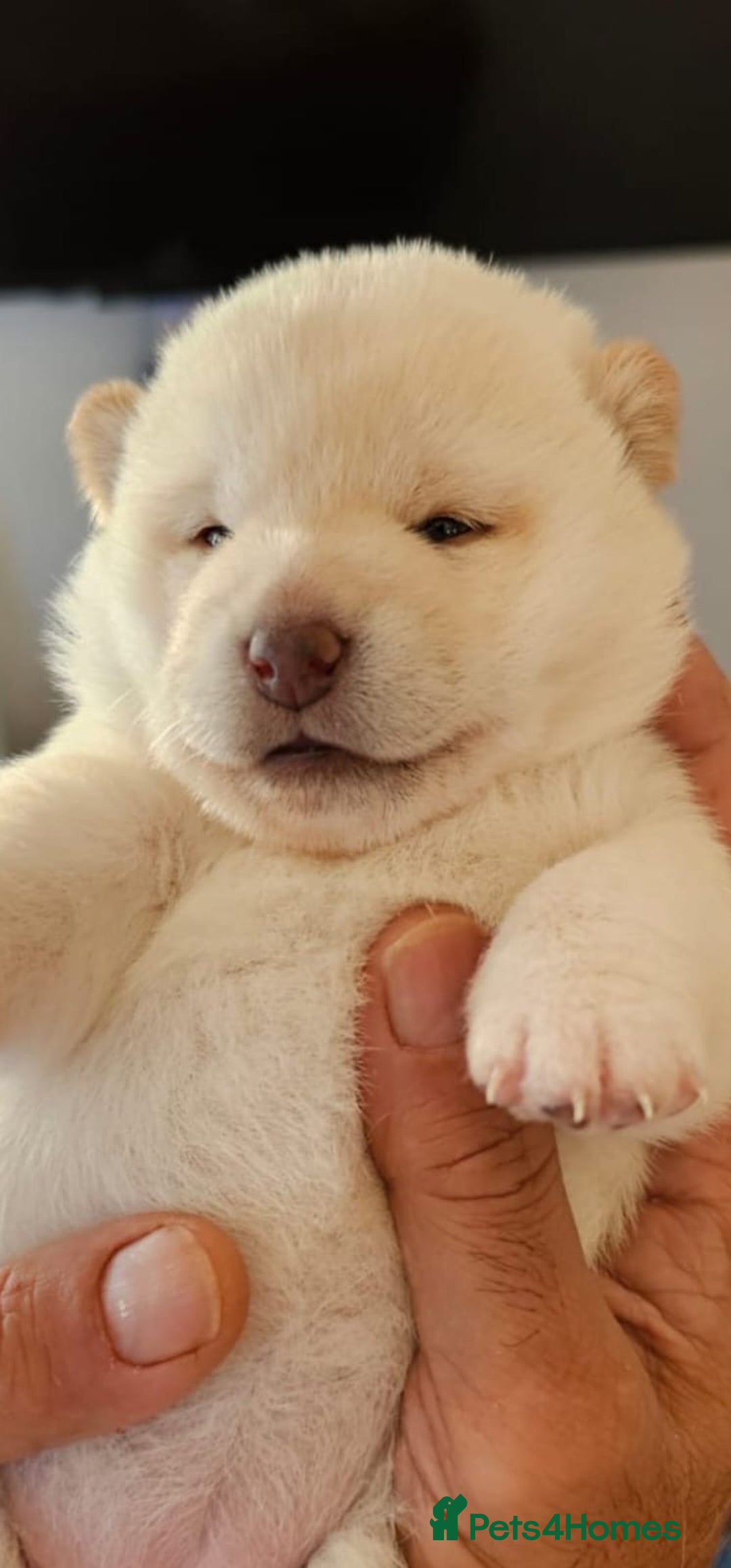 Japanese Shiba Inu dogs for sale: CHUNKY AND PURE Japanese Shiba Inu - Image 1