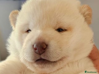 Japanese Shiba Inu dogs - Advert 13