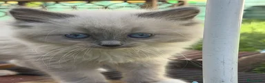 Blissa