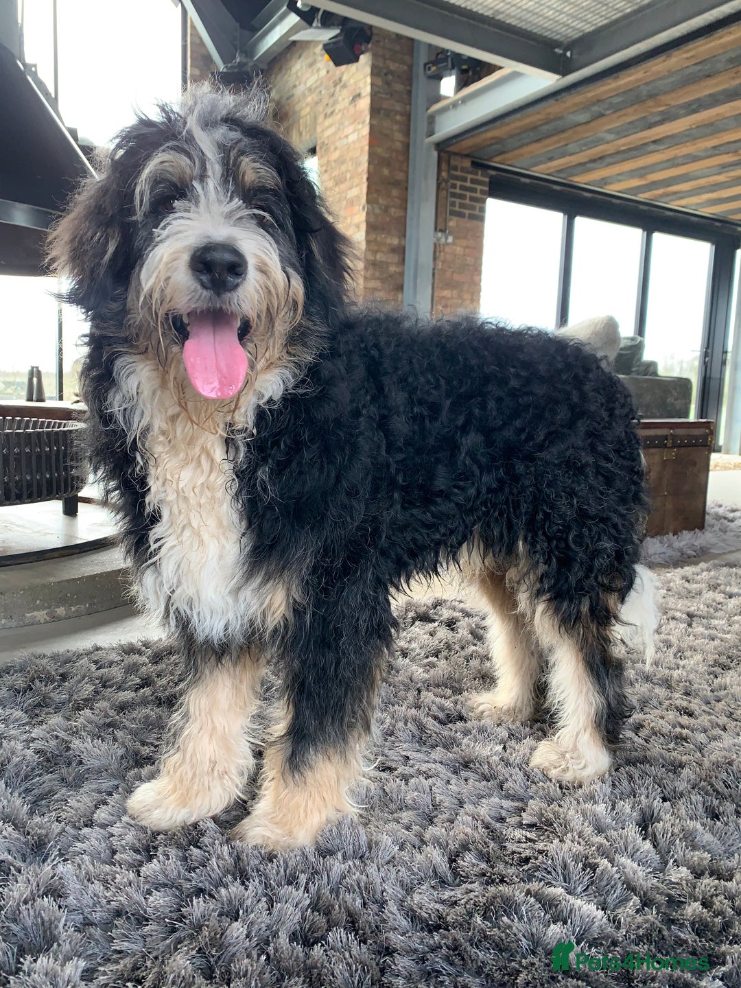 Bernedoodle dogs for sale: Blue Merle/Tri/Blue White Standard Bernedoodle. - Image 7