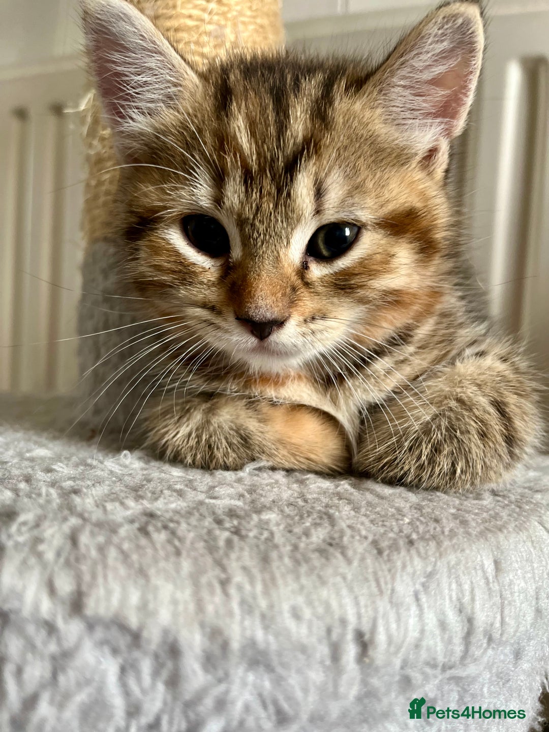 Bengal cats for sale: Bengal mix - Image 17