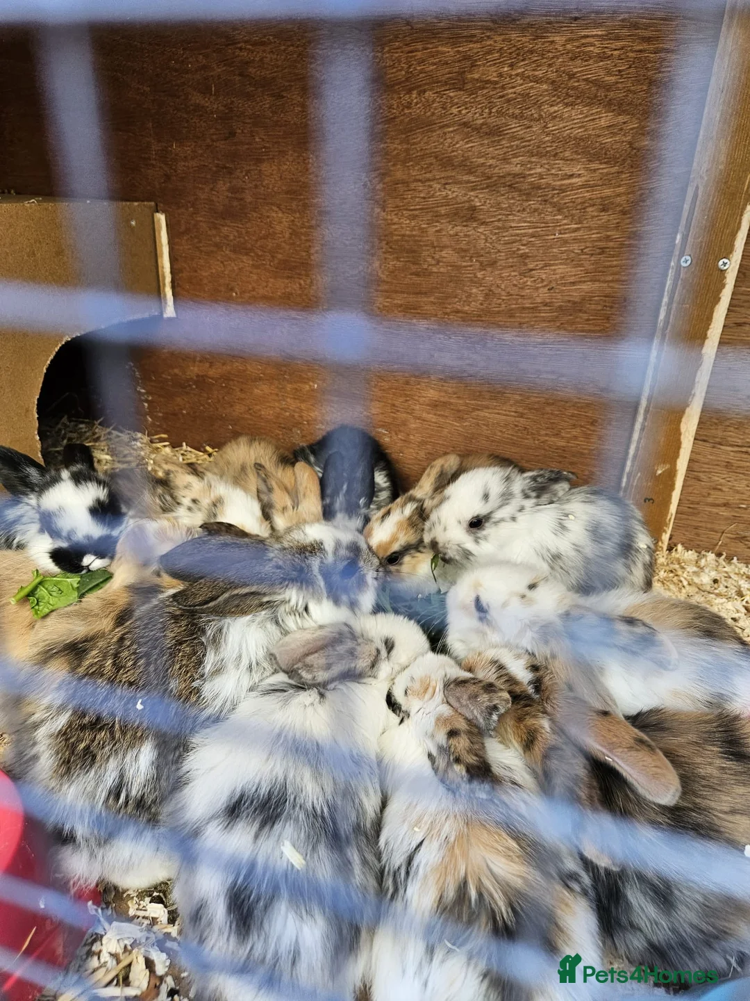 Mixed Breed rabbits for sale: Baby Rabbits - Advert 2