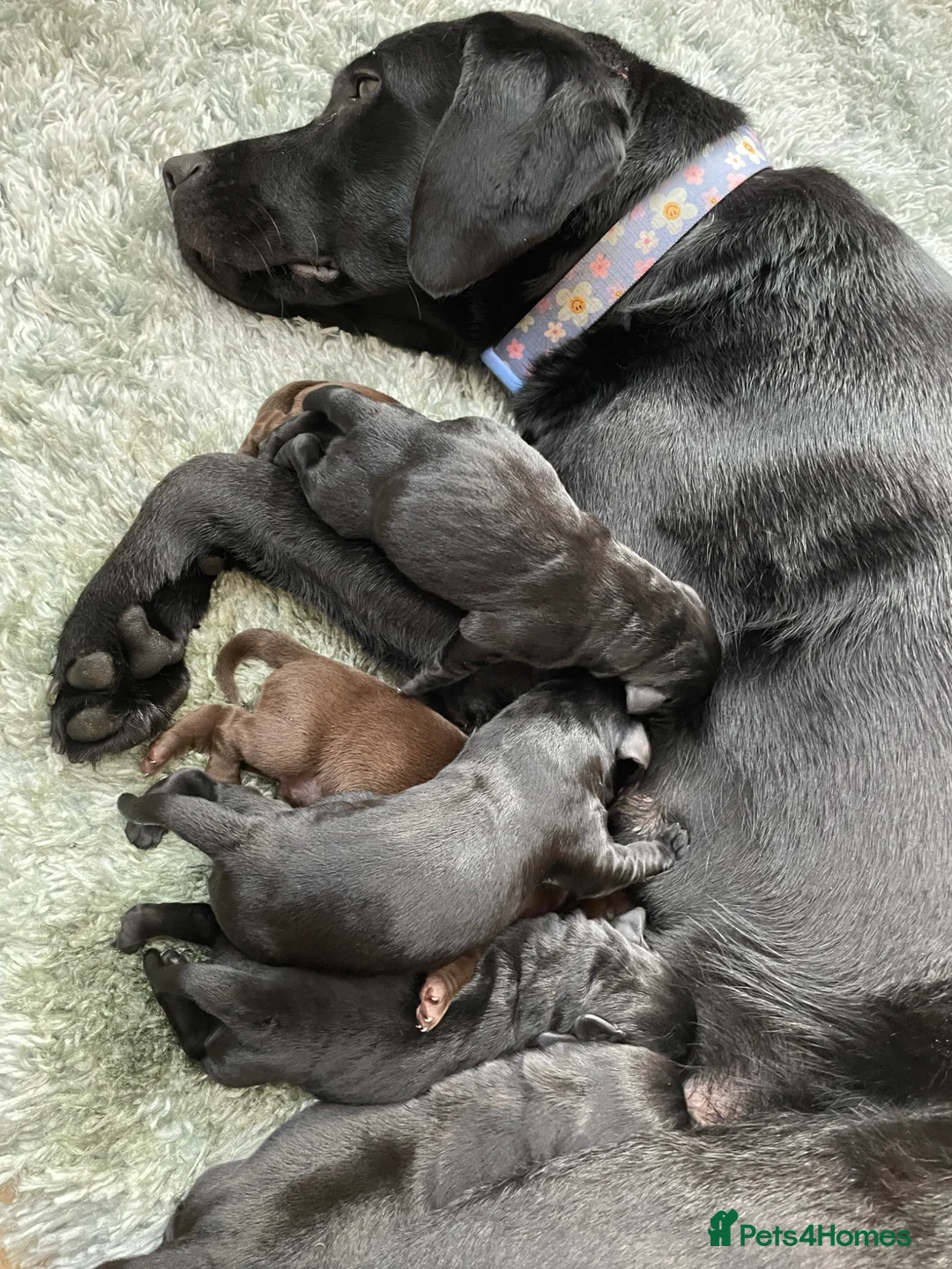 Labrador Retriever dogs for sale: 5 Adorable chunky puppies 🐶  - Advert 2