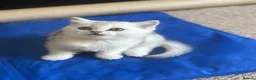 Scottish Fold cats for sale: ❤️SCOTTISH FOLD/STRAIGHTS SILVER CHINCHILLA ❤️ - Advert 8