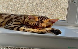 Bengal cats for sale: Young Bengals Males & Females - Image 4