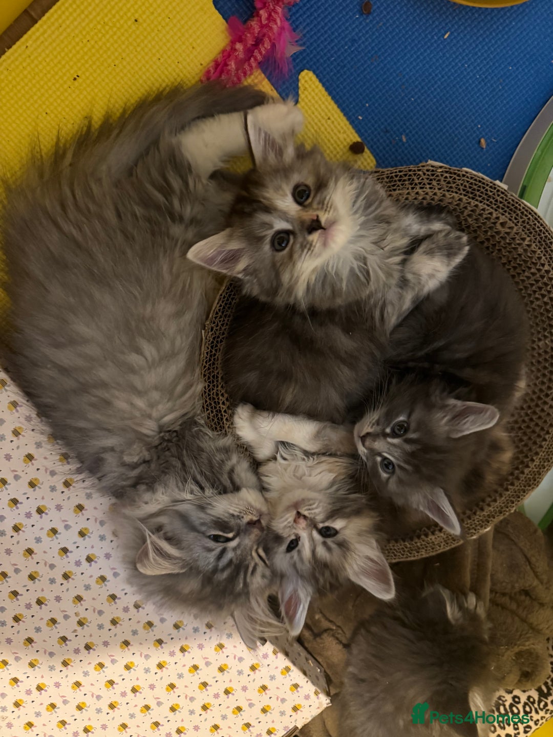 Ragcoon cats for sale: Gorgeous Mainecoon x Ragdoll kittens  - Image 10