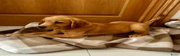 Goldador dogs for sale:  ♥️Gorgeous Puppies Ready For Walks ♥️ - Advert 6