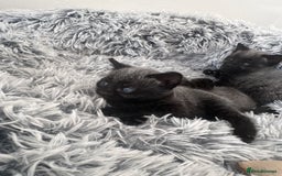 Russian Blue cats for sale: 2 Russian Blue x Siamese Kittens - Image 5